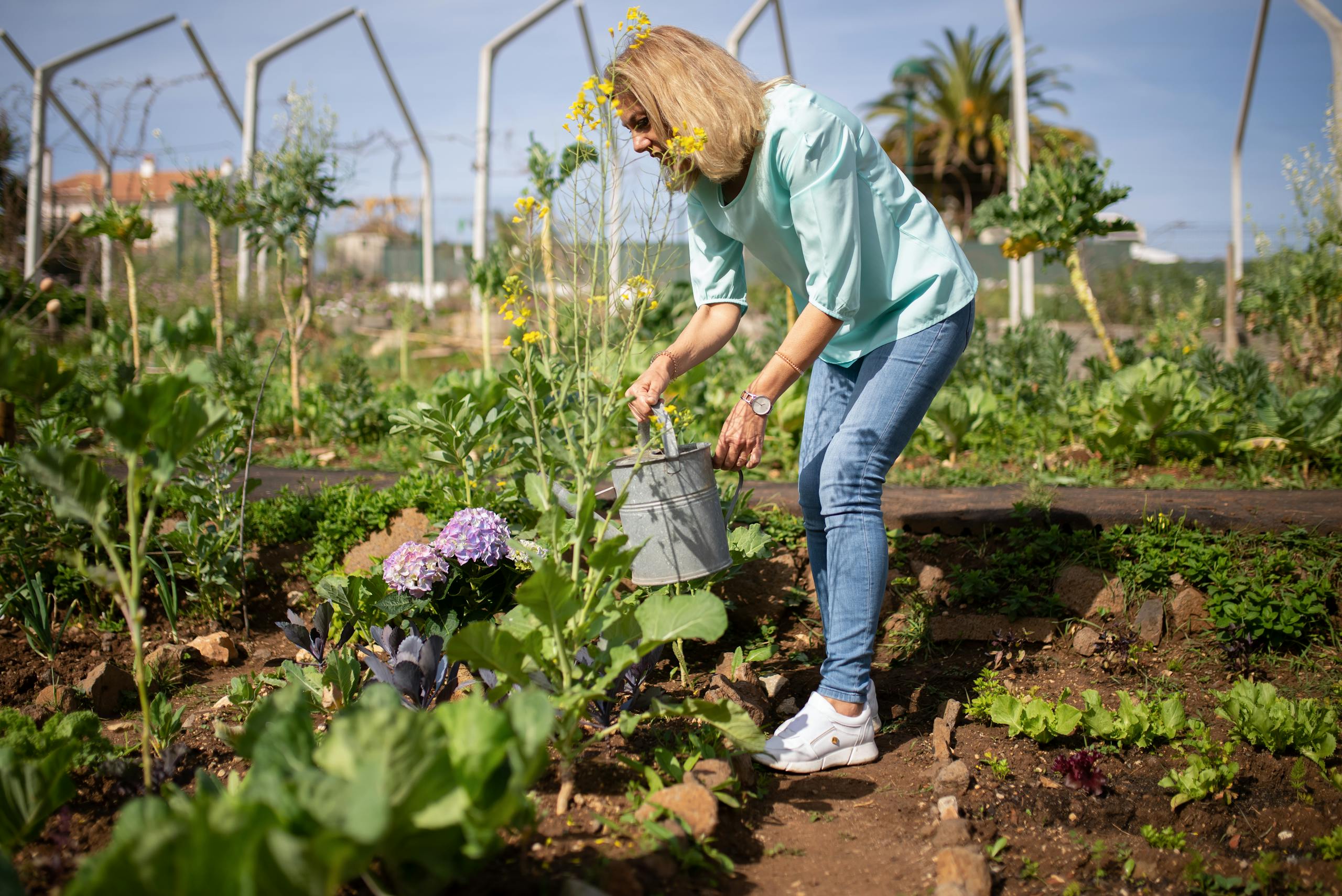 A senior woman tends to her vegetable garden with a watering can under the bright day sky. engrais hydroponique