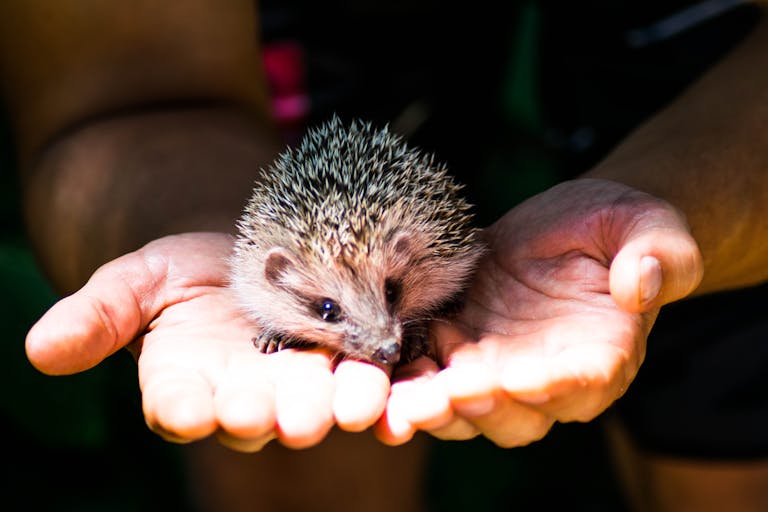 Close-up of a hedgehog resting in open hands, highlighting its spikes and cute facial features.