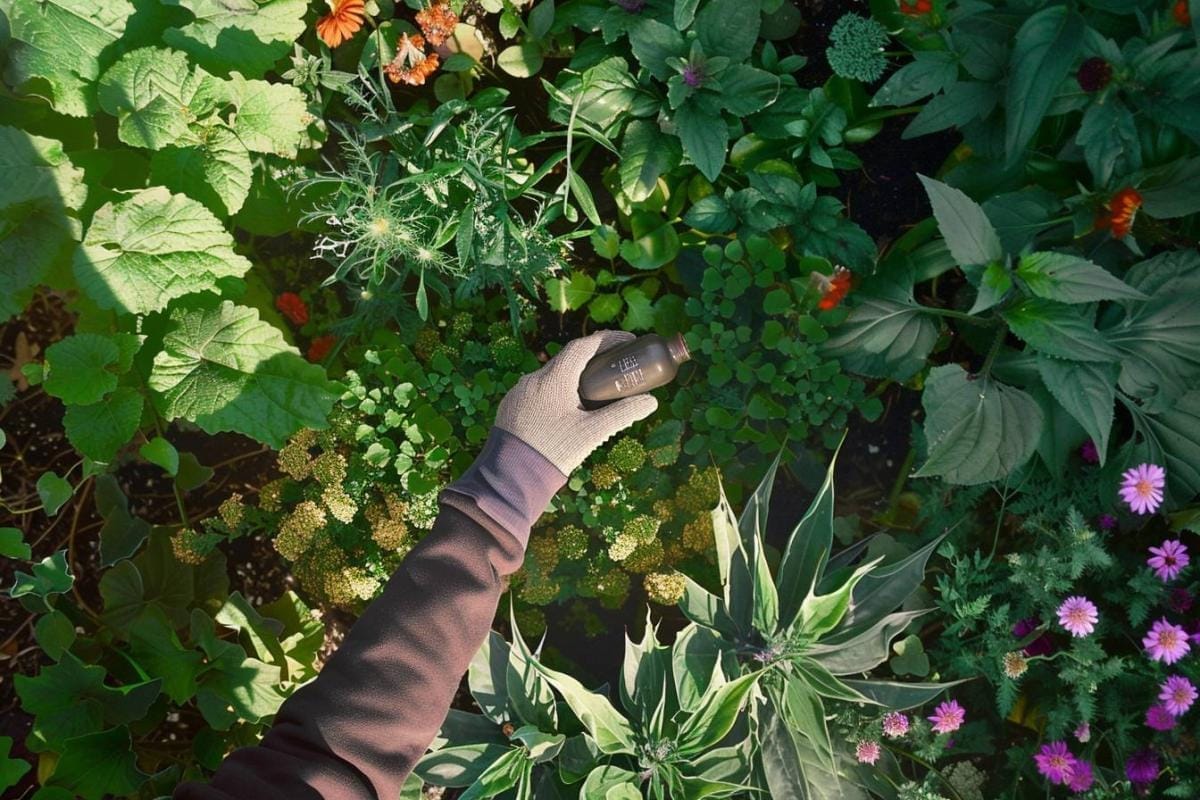 Cafards de jardin : comment s'en débarrasser naturellement et efficacement