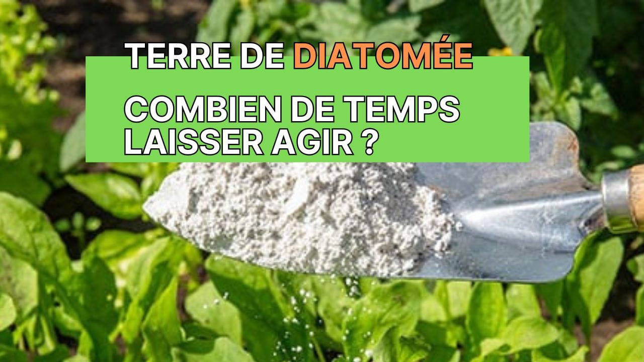 une pelle de jardinier avec de la terre de diatomée