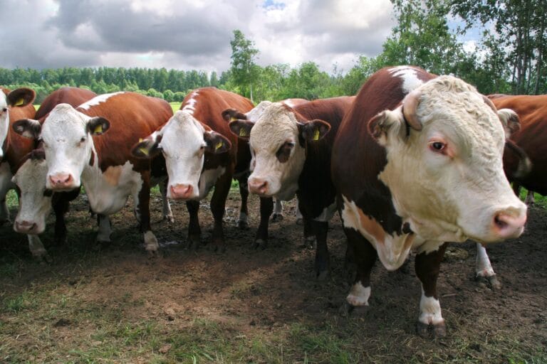 bouche de vache comment les utiliser pour l'engrais du jardin