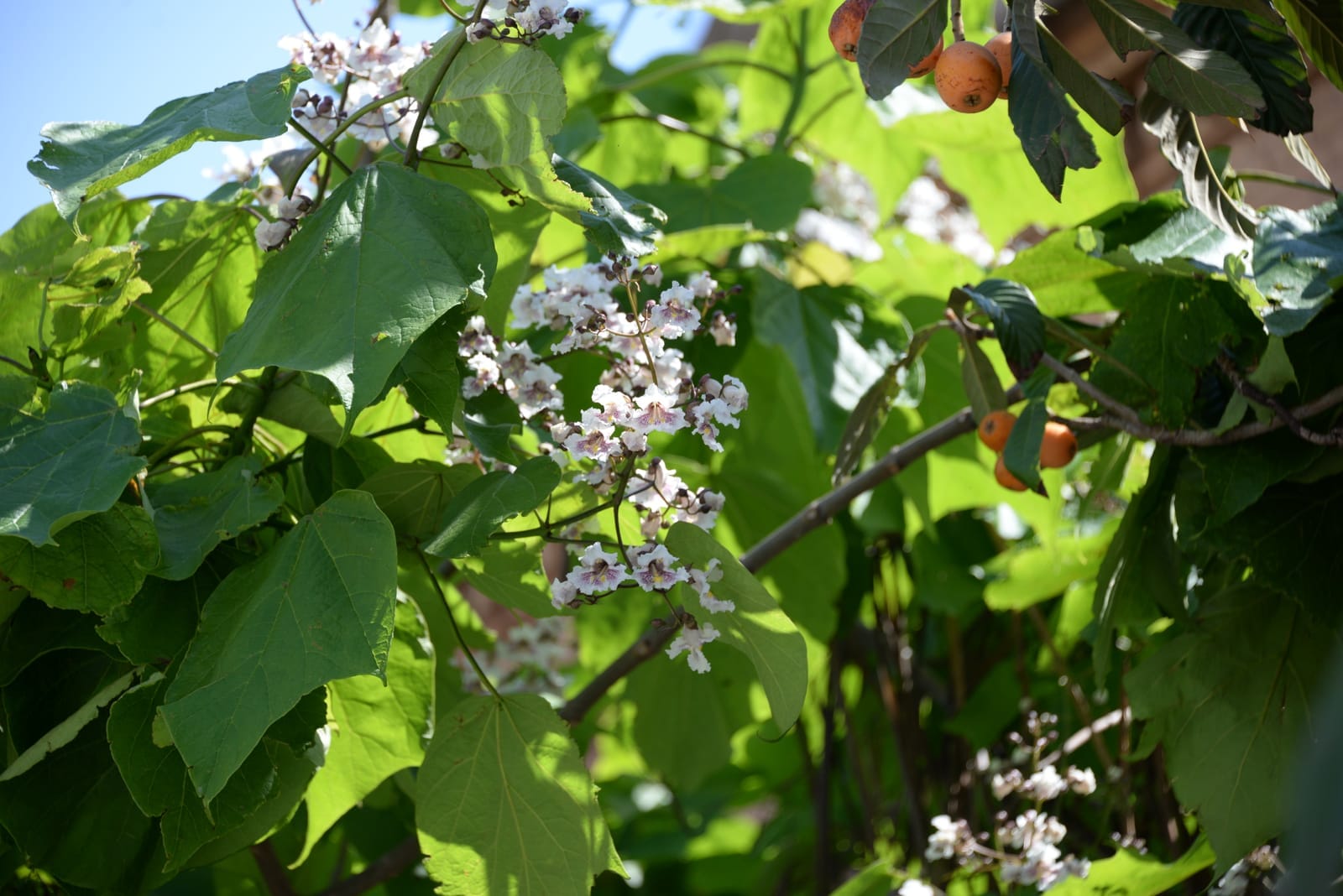 paulownia inconvénients