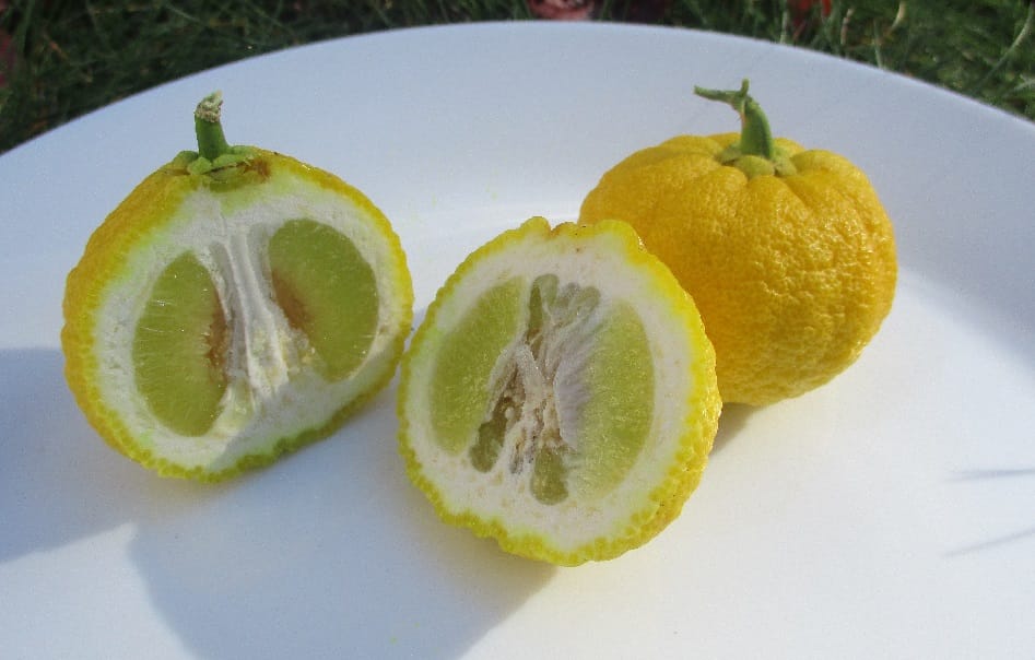 ichang papeda fruits qui commencent par I