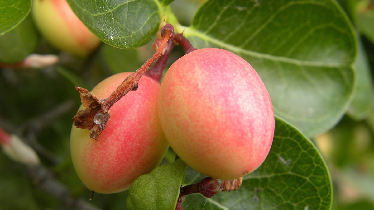 fruits qui commencent par I