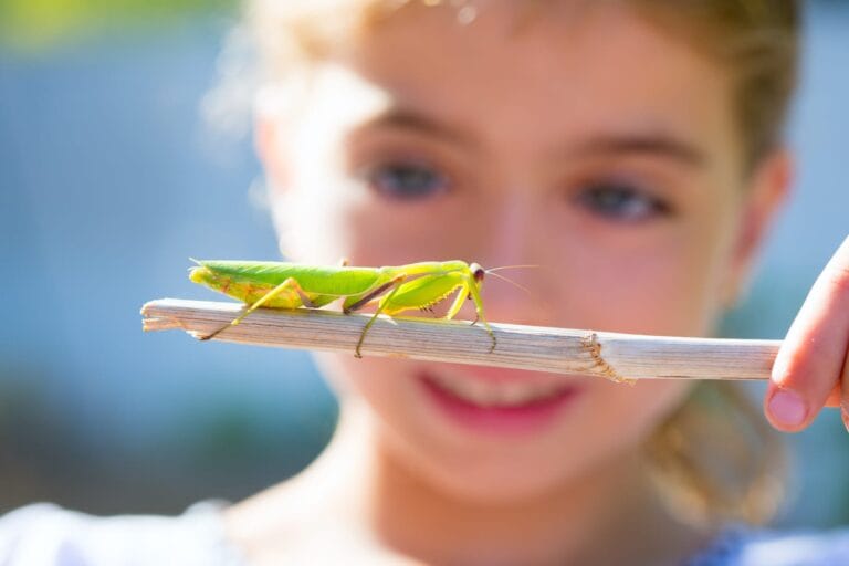 une petite fille se demande la signification mante religieuse