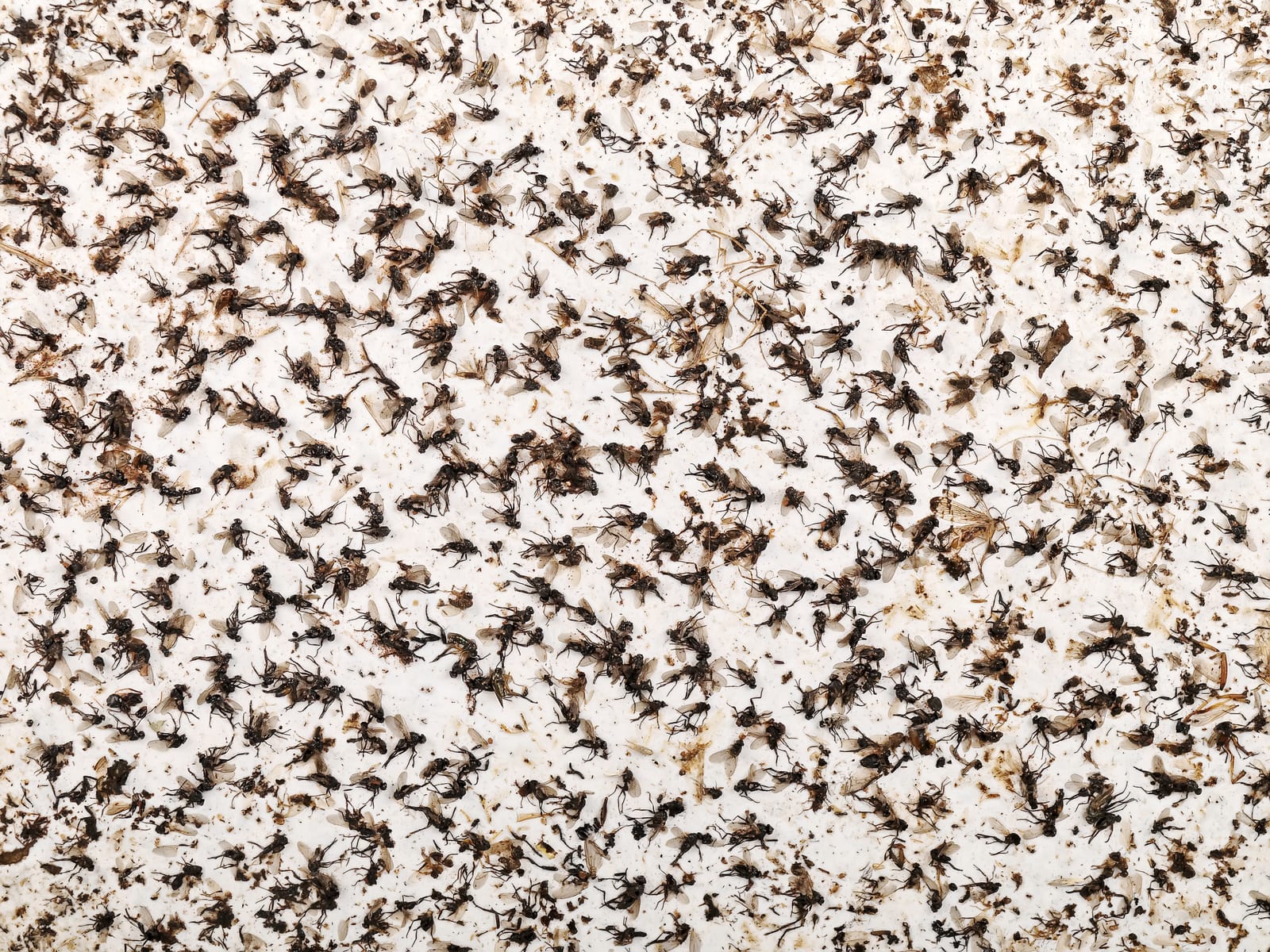 éliminer les moucherons dans la poubelles ou la cuisine