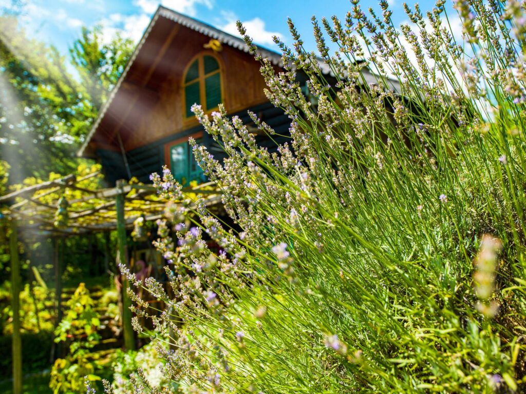 chalet bois 20m2