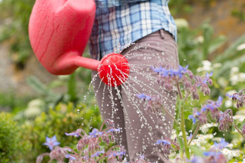 arroser le jardin avec un arrosoir