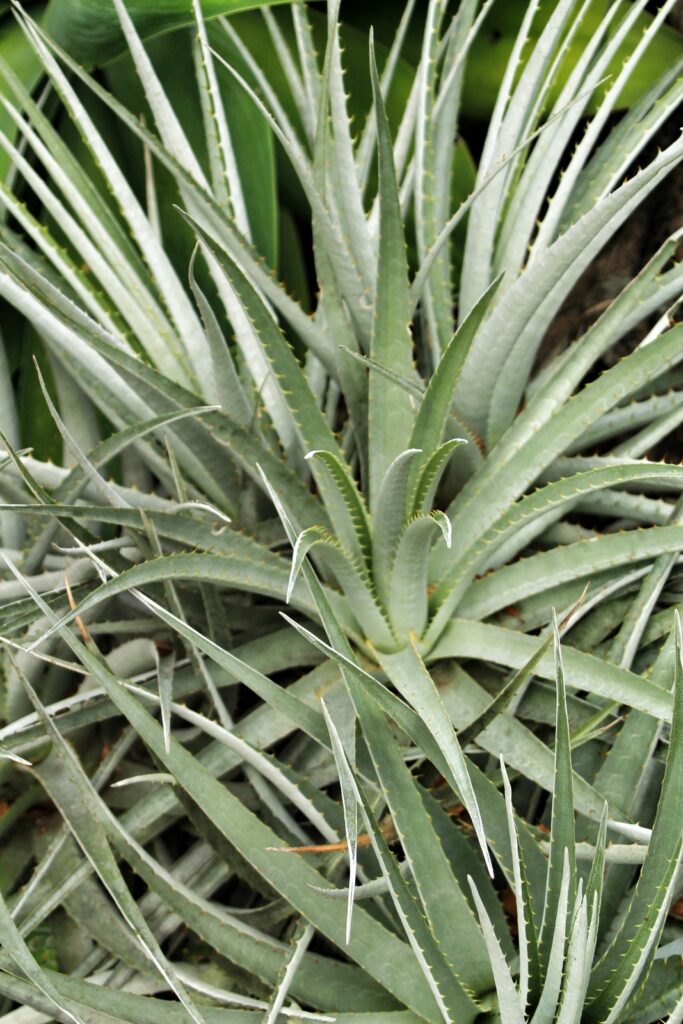 Aloe arborescens