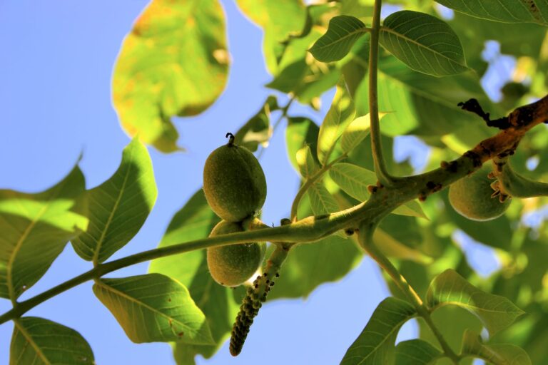 comment planter un noyer dans son jardin