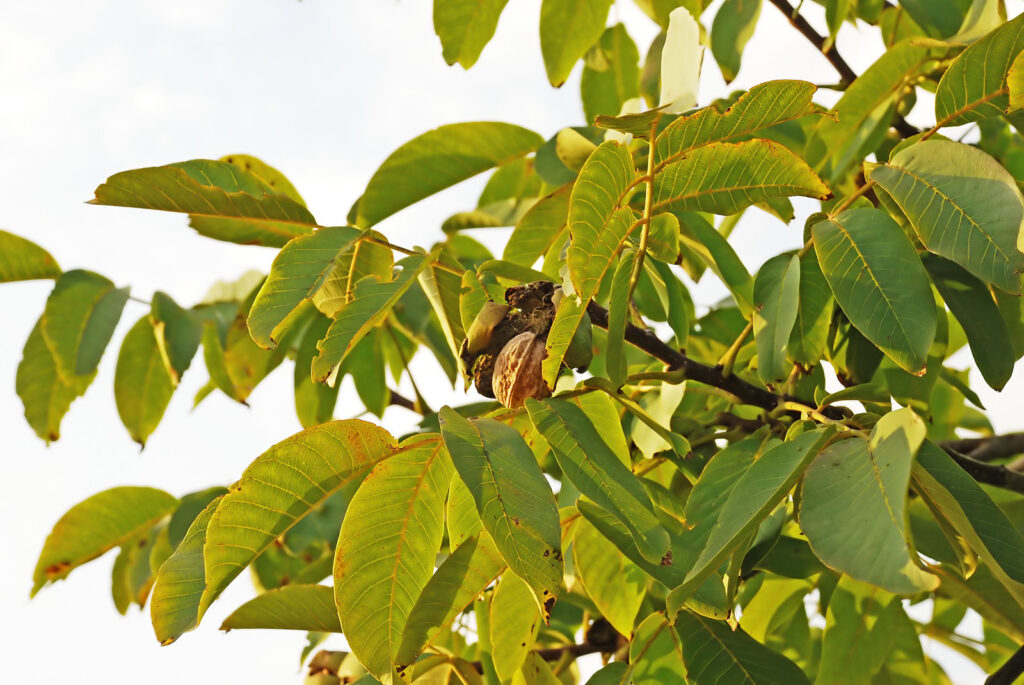 planter un noyer dans son jardin