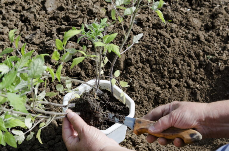 couteaux de jardinage
