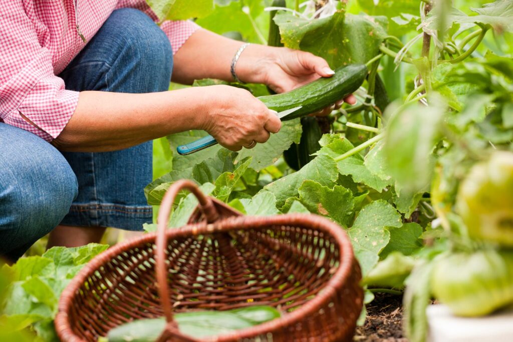 couteaux de jardinage